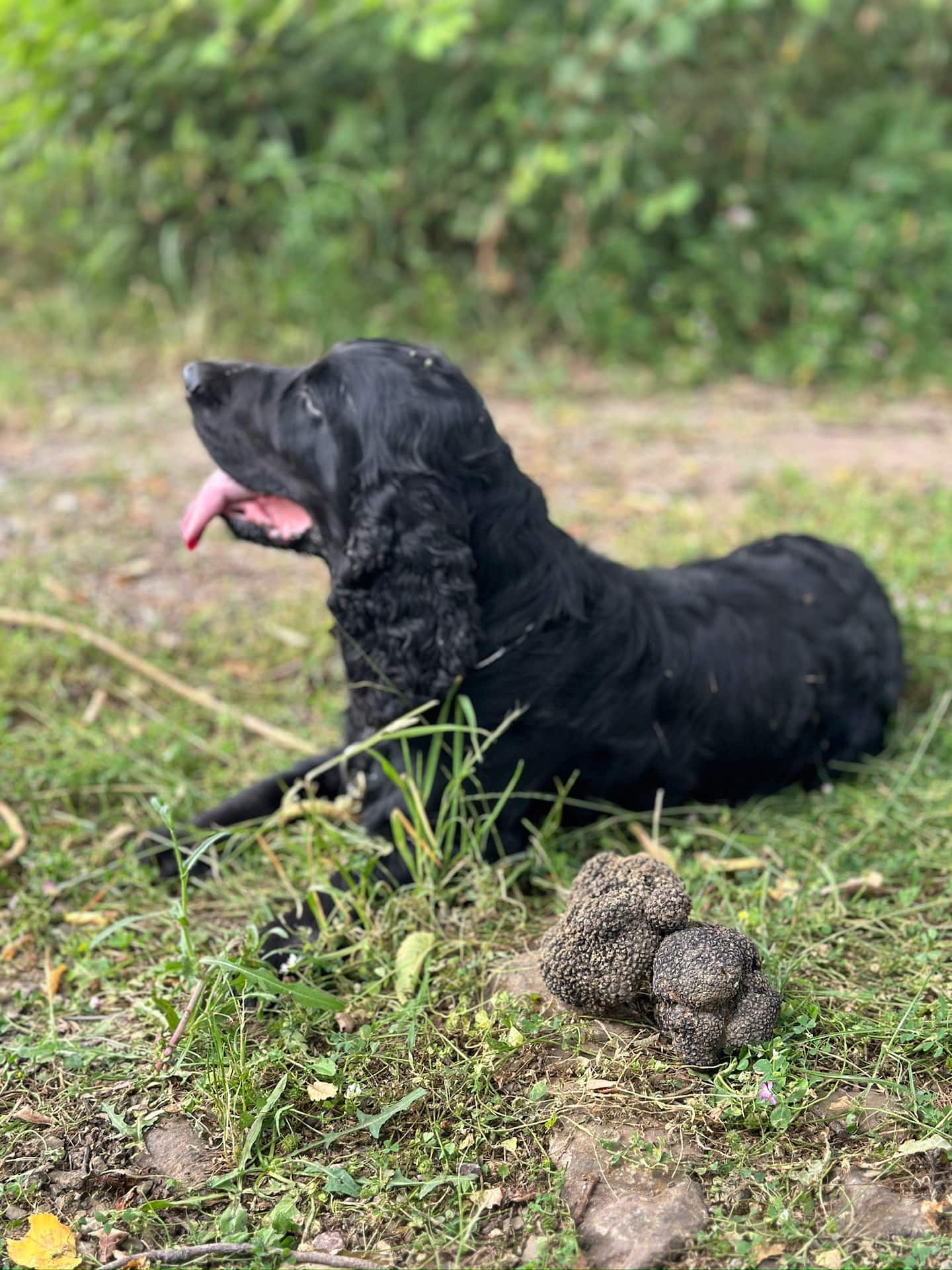 Lupo The King truffle experience