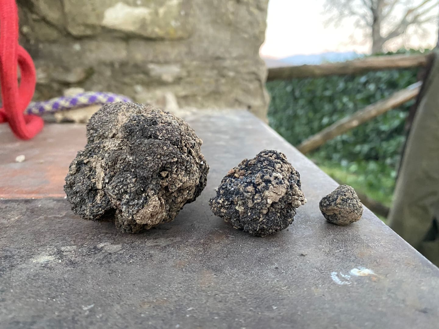 Lupo The King truffle experience