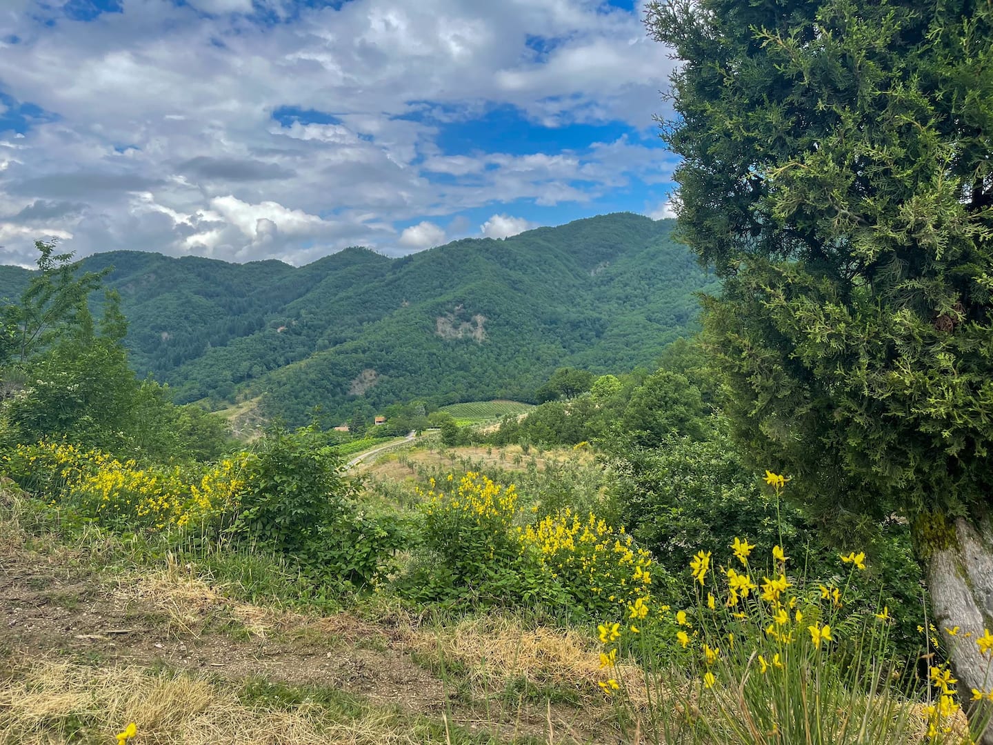 Lupo The King truffle experience